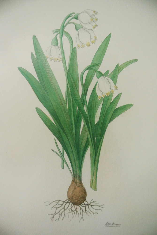 Signed Peter Draper Wildflower Prints