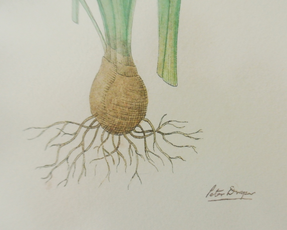 Signed Peter Draper Wildflower Prints