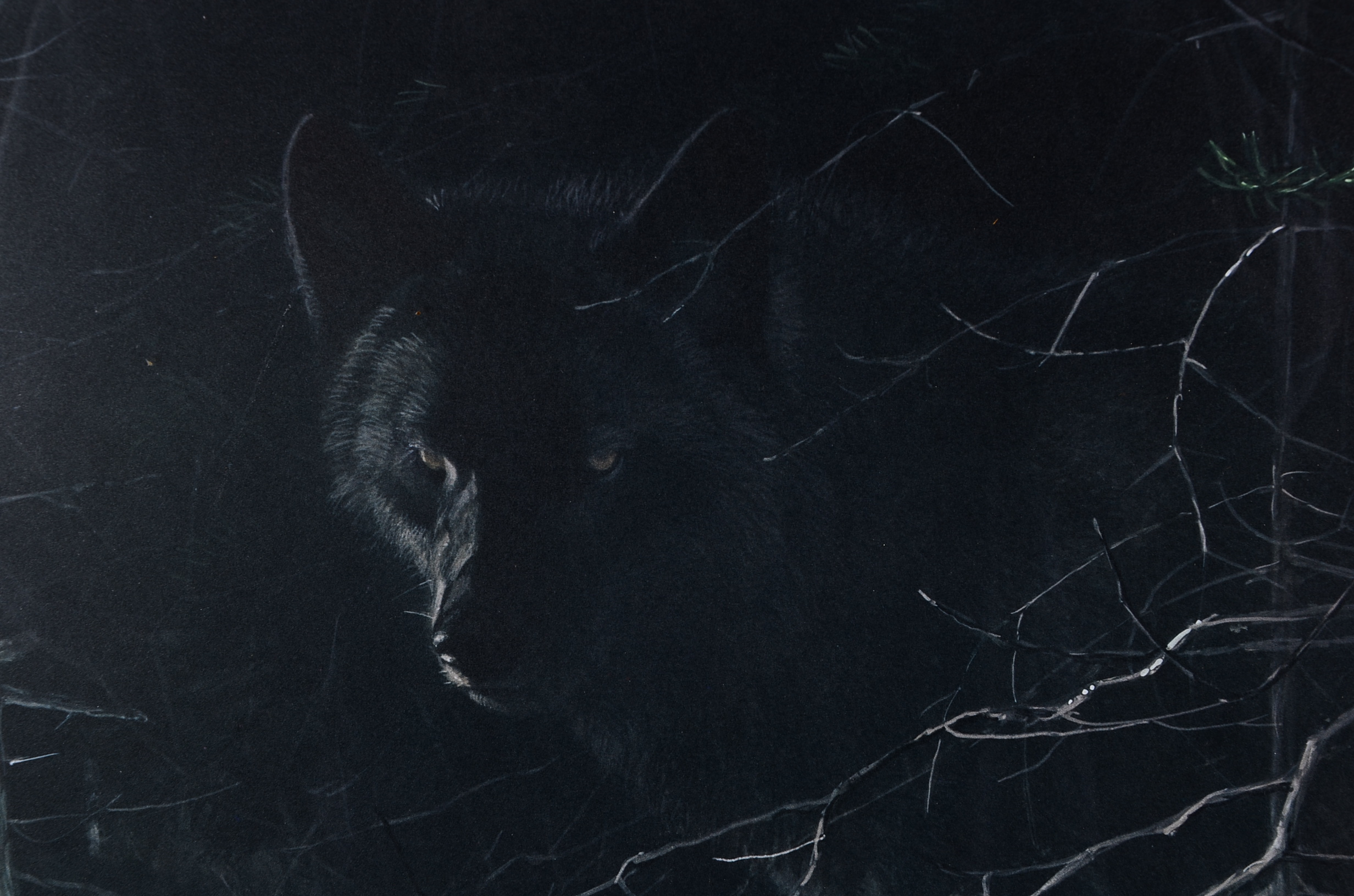 Signed Robert Bateman Framed "Midnight - Black Wolf" Print