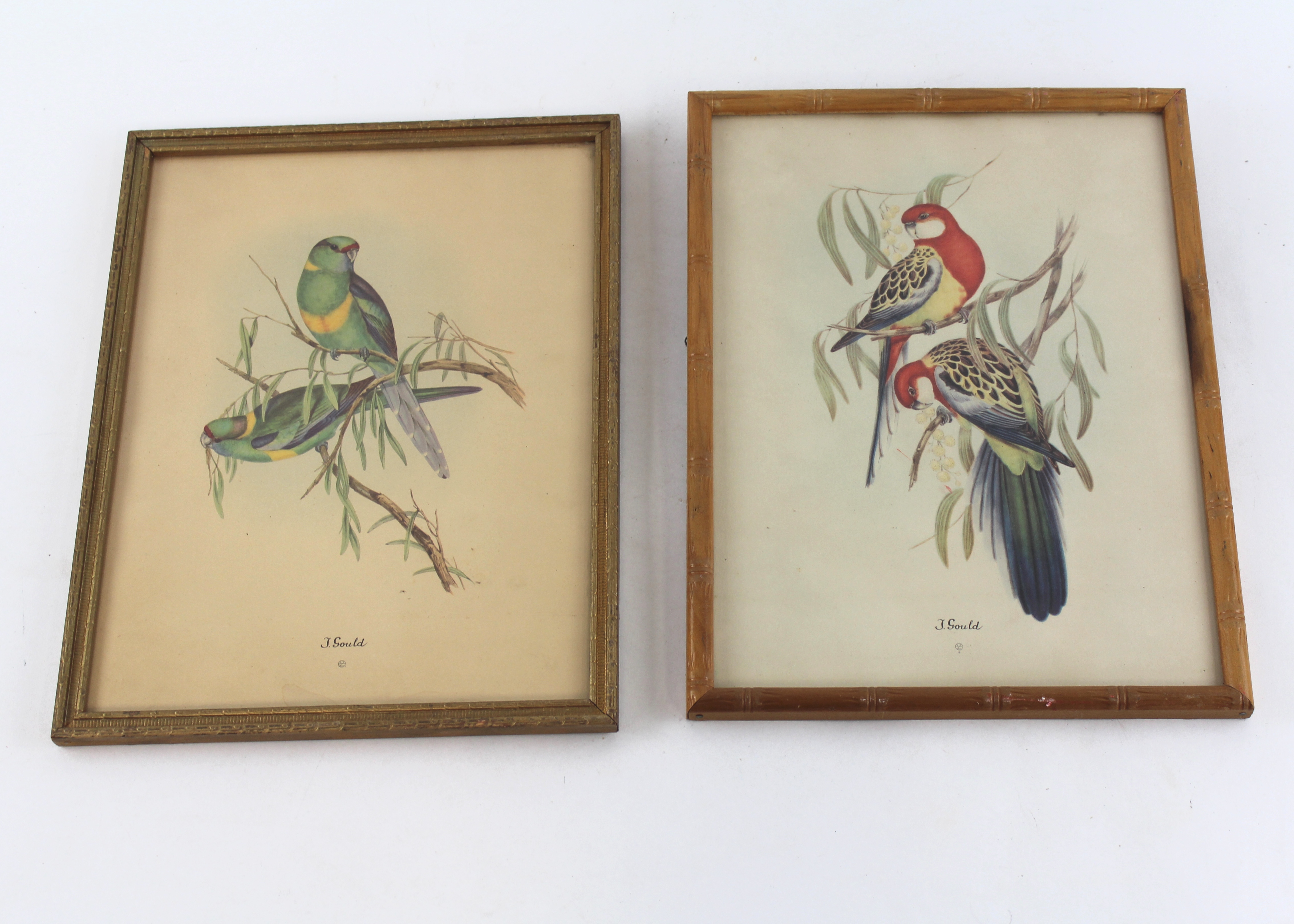 Framed Bird Prints
