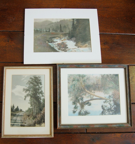 Hand-Colored Photographs of Forest Scenes