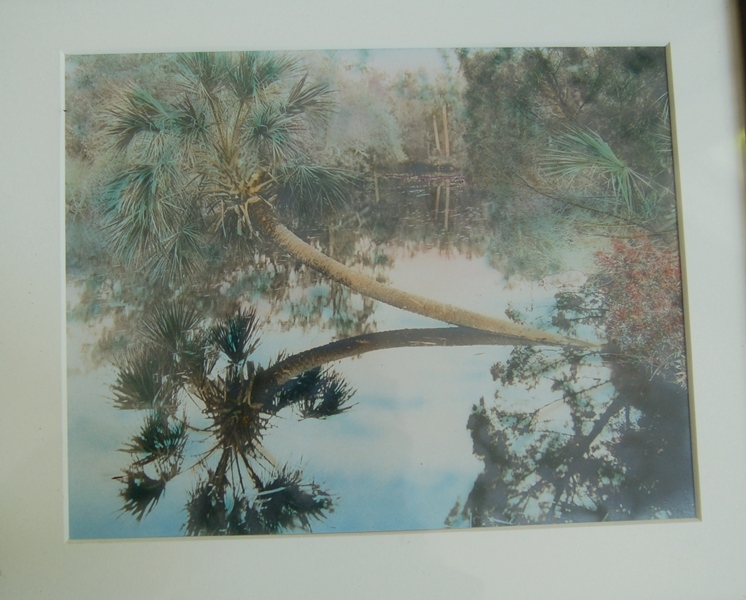 Hand-Colored Photographs of Forest Scenes