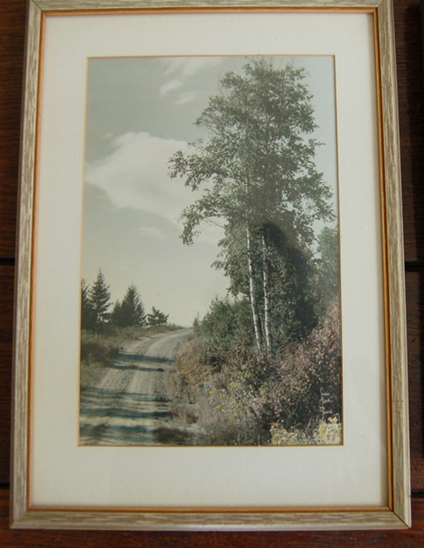 Hand-Colored Photographs of Forest Scenes