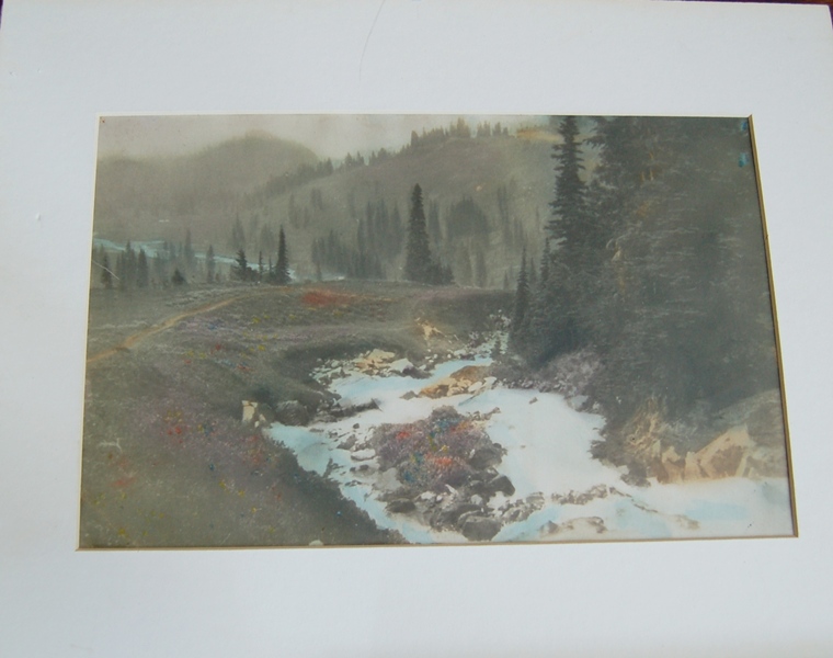 Hand-Colored Photographs of Forest Scenes