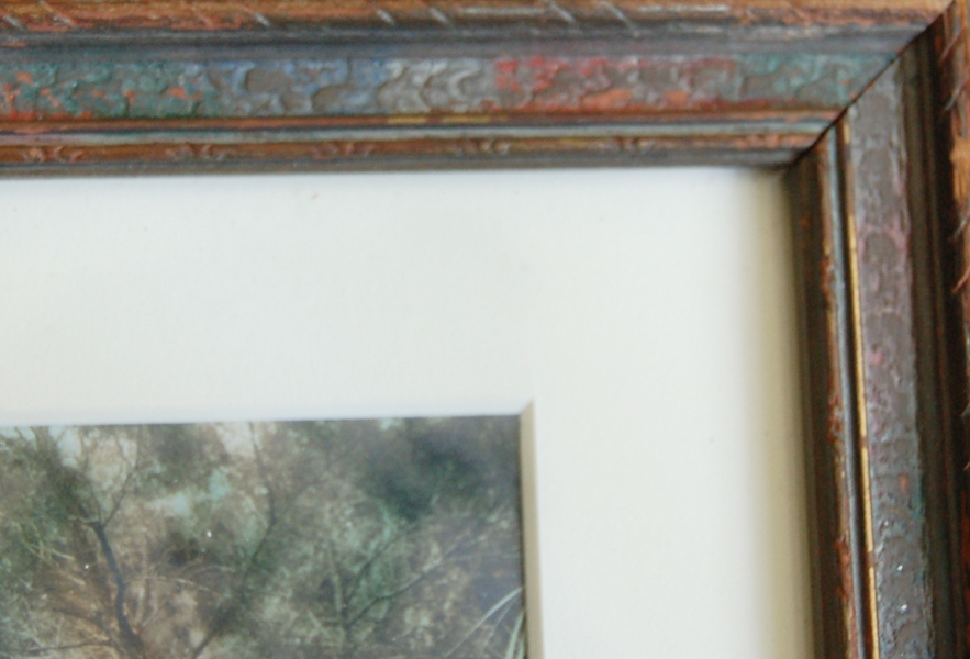 Hand-Colored Photographs of Forest Scenes