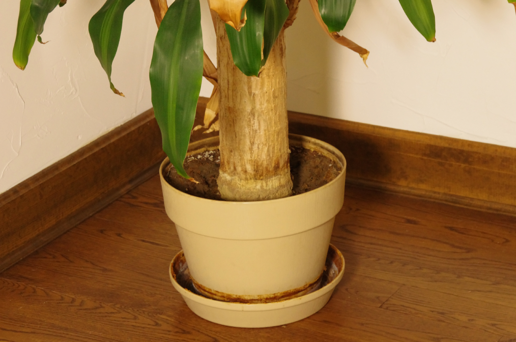Very Large Live 'Corn Stalk' Dracaena Potted Floor Plant