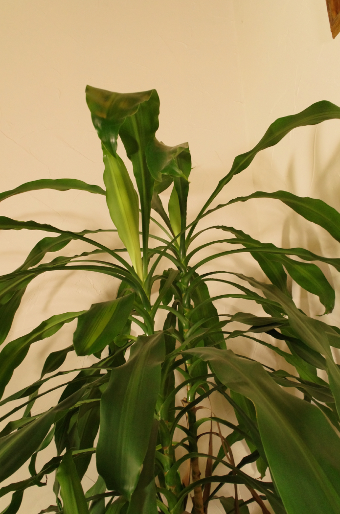 Very Large Live 'Corn Stalk' Dracaena Potted Floor Plant
