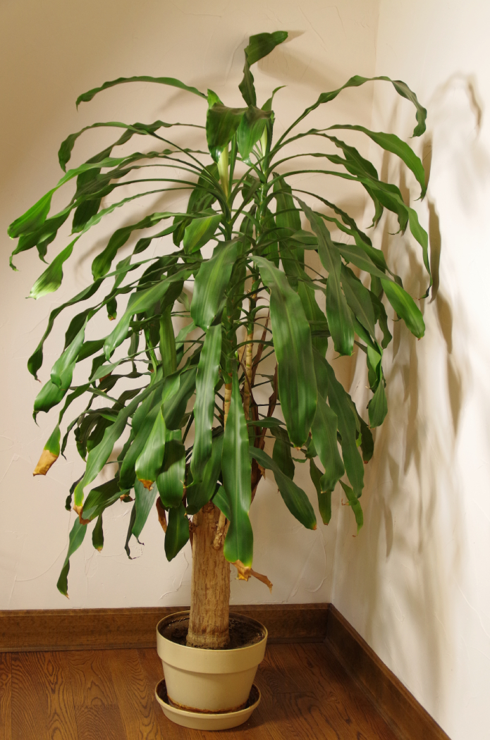 Very Large Live 'Corn Stalk' Dracaena Potted Floor Plant