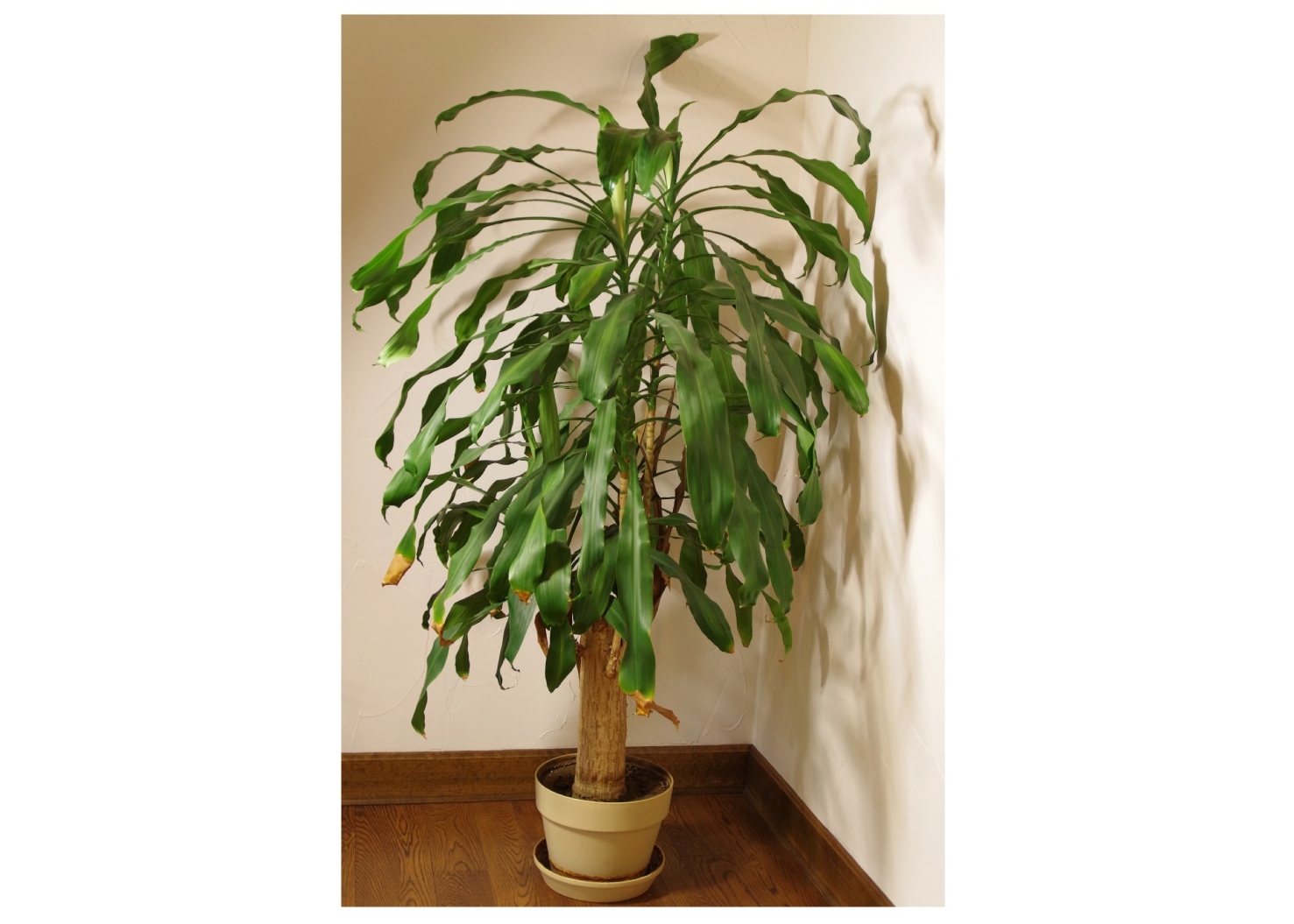 Very Large Live 'Corn Stalk' Dracaena Potted Floor Plant