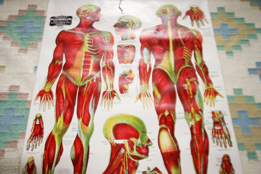Muscular Anatomy Poster 