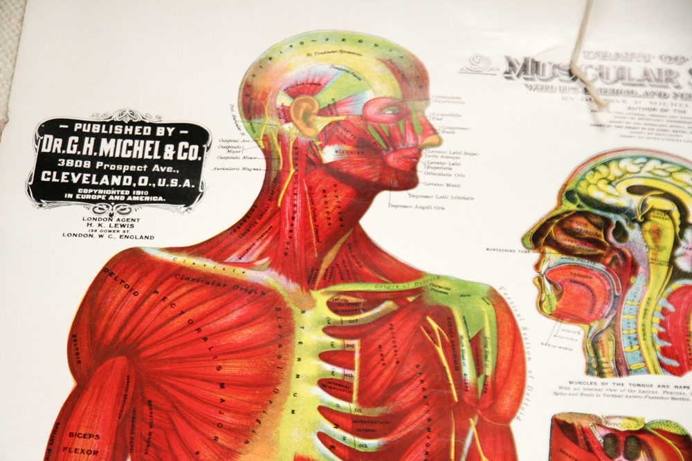 Muscular Anatomy Poster 