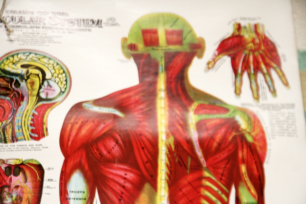 Muscular Anatomy Poster 