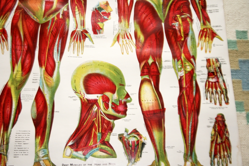 Muscular Anatomy Poster 