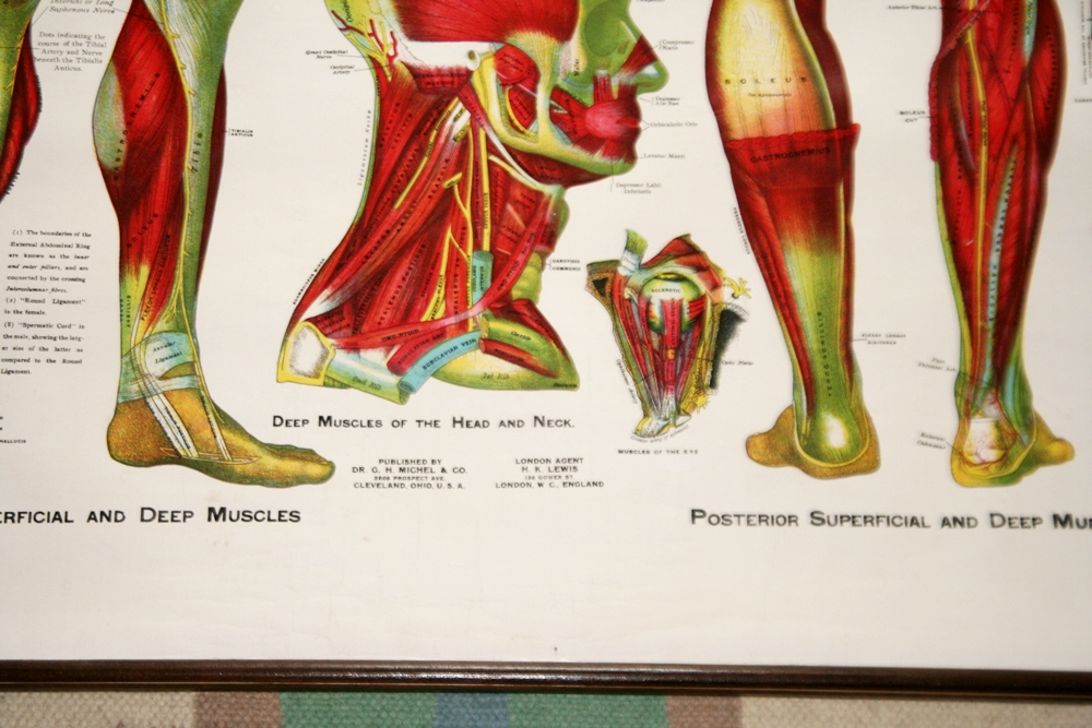 Muscular Anatomy Poster 