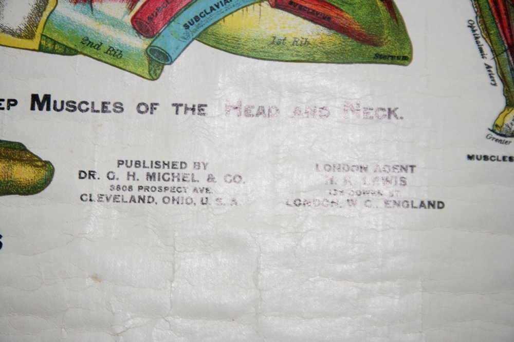 Muscular Anatomy Poster 