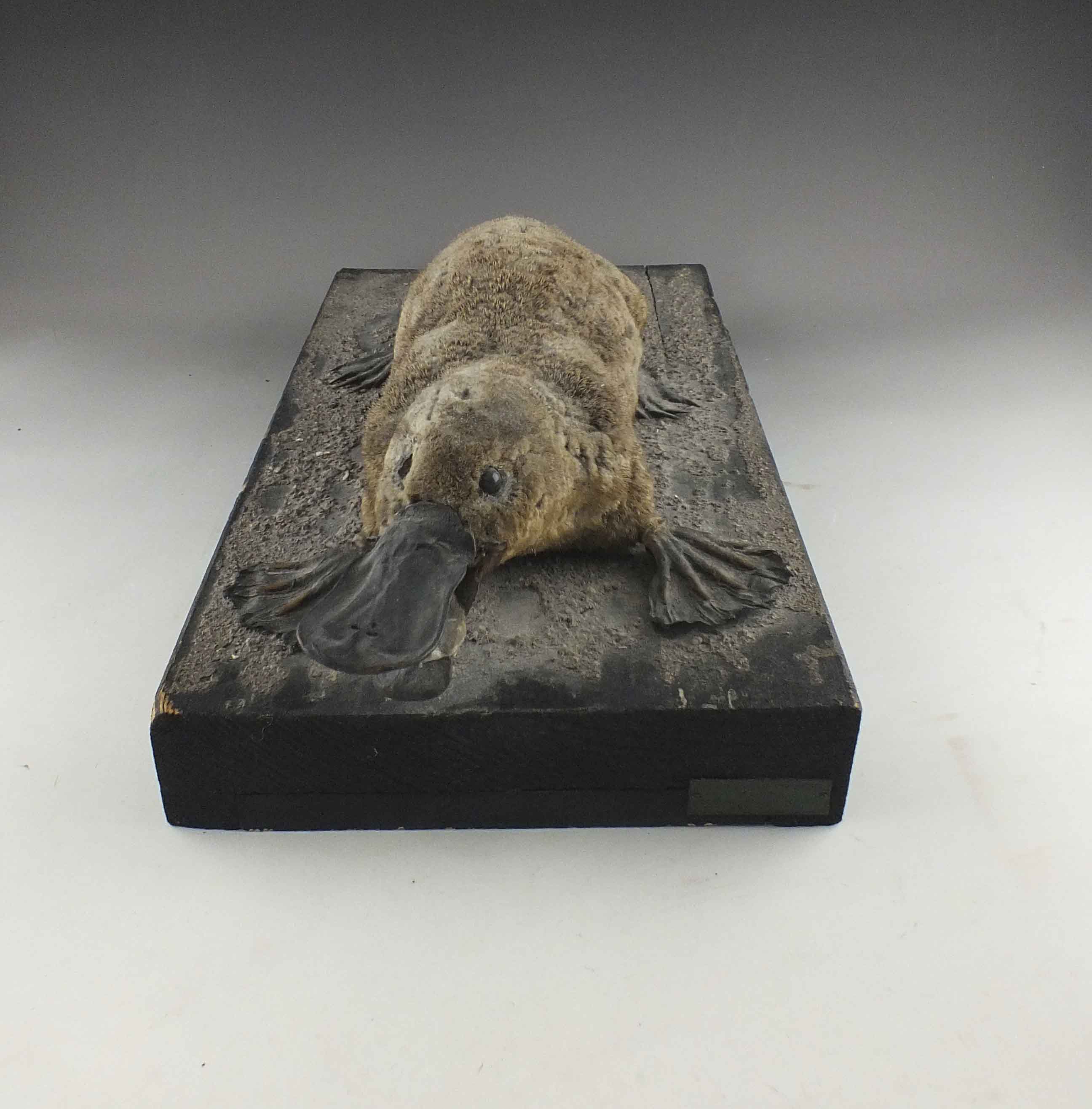 Taxidermy Platypus | EBTH