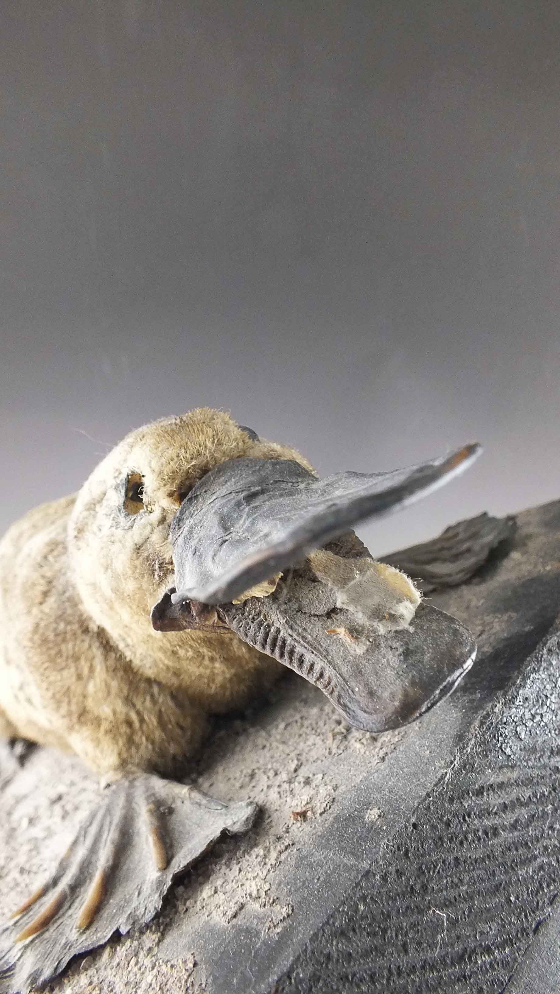 Taxidermy Platypus