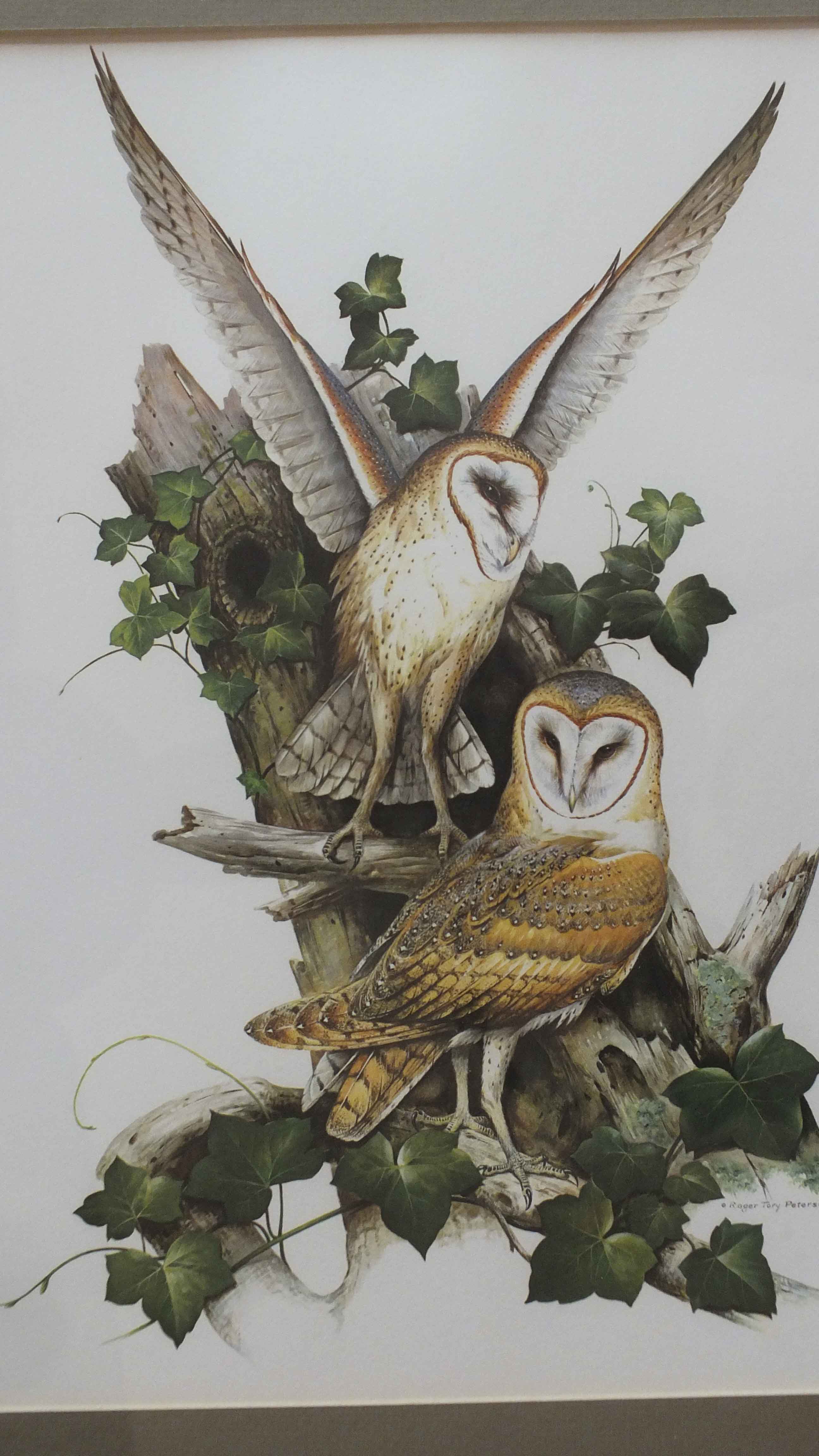 Two Framed Roger Tory Peterson Owl Prints