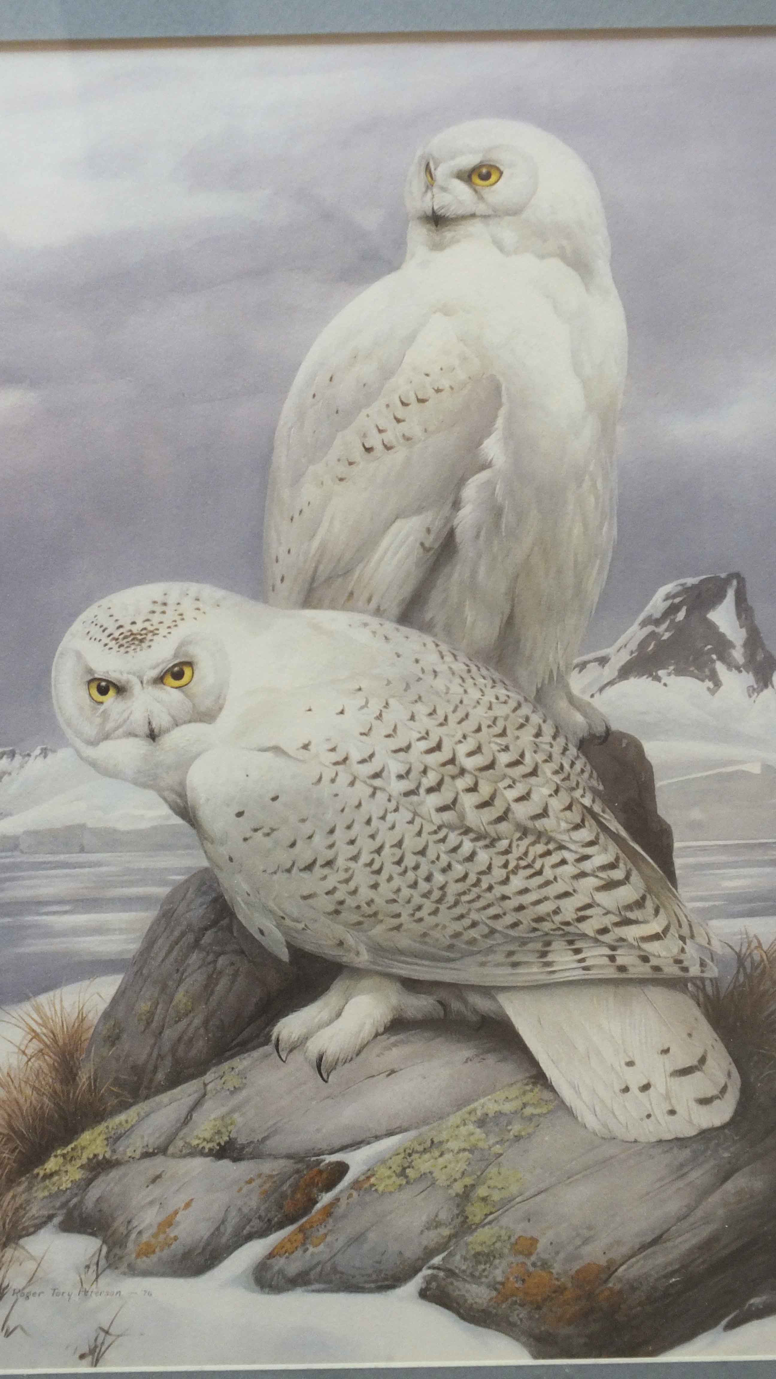 Two Framed Roger Tory Peterson Owl Prints