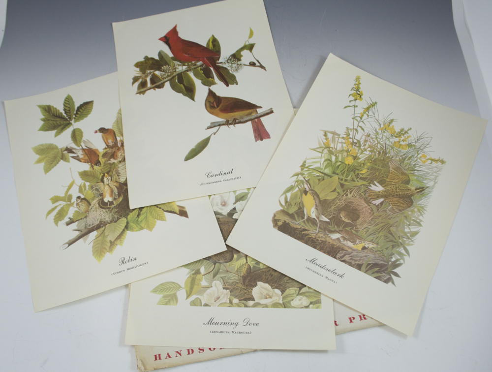 18 Best Loved Prints of Bird Paintings by Audubon