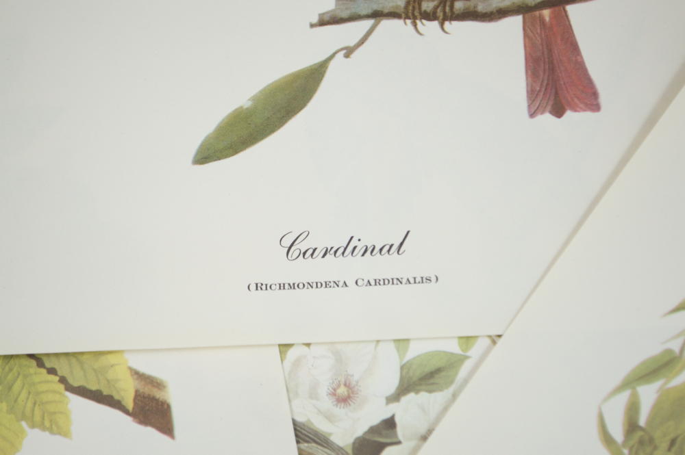 18 Best Loved Prints of Bird Paintings by Audubon