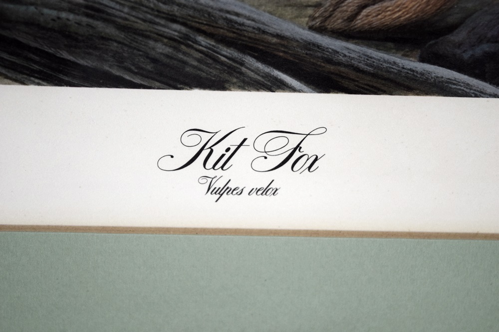 John Ruthven's "Kit Fox", Signed and Numbered