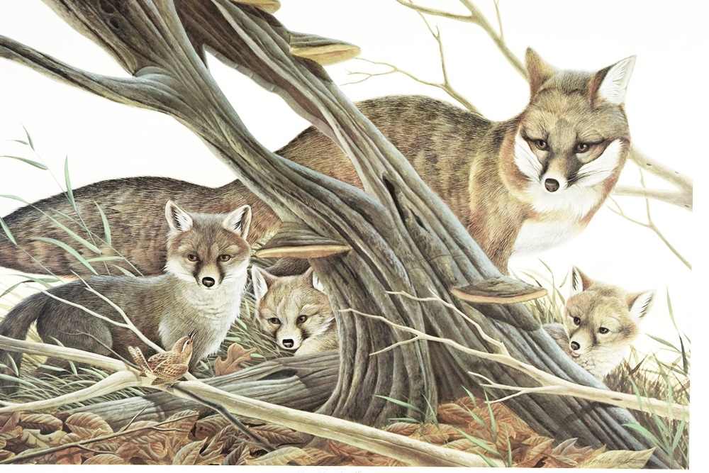 John Ruthven's "Gray Fox Family", Signed and Numbered