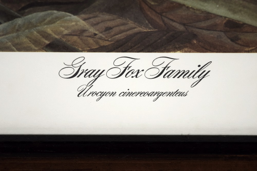 John Ruthven's "Gray Fox Family", Signed and Numbered