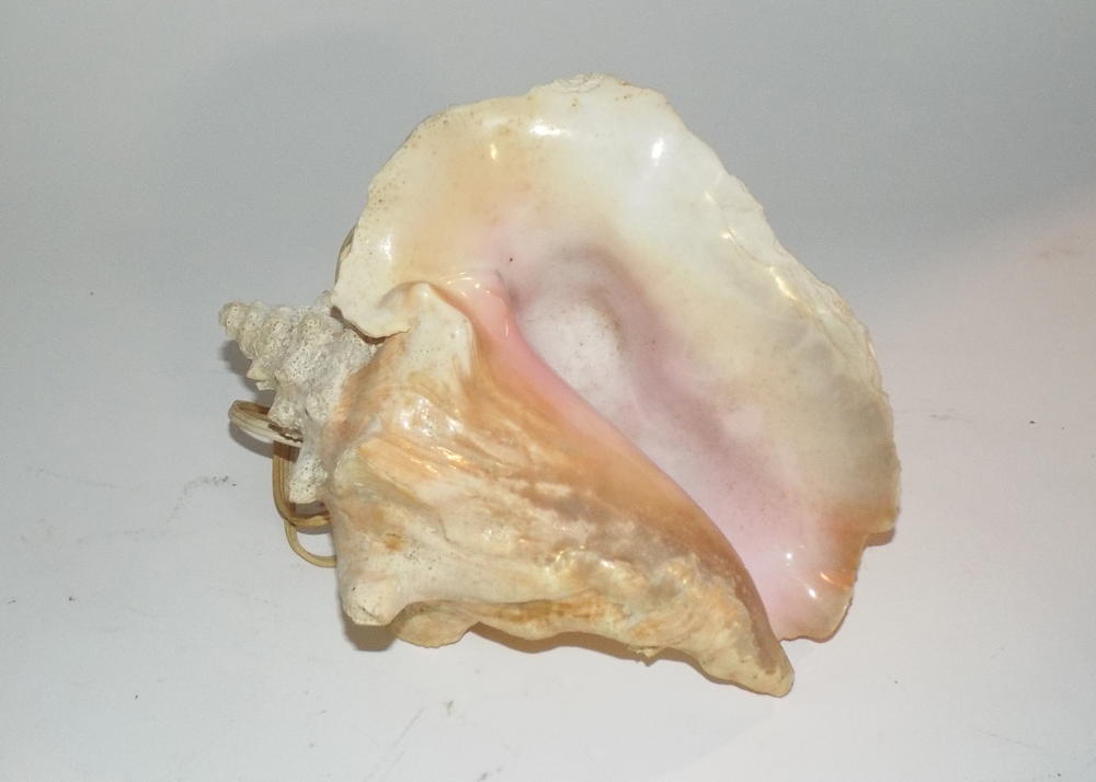 Vintage Lamp and Shell
