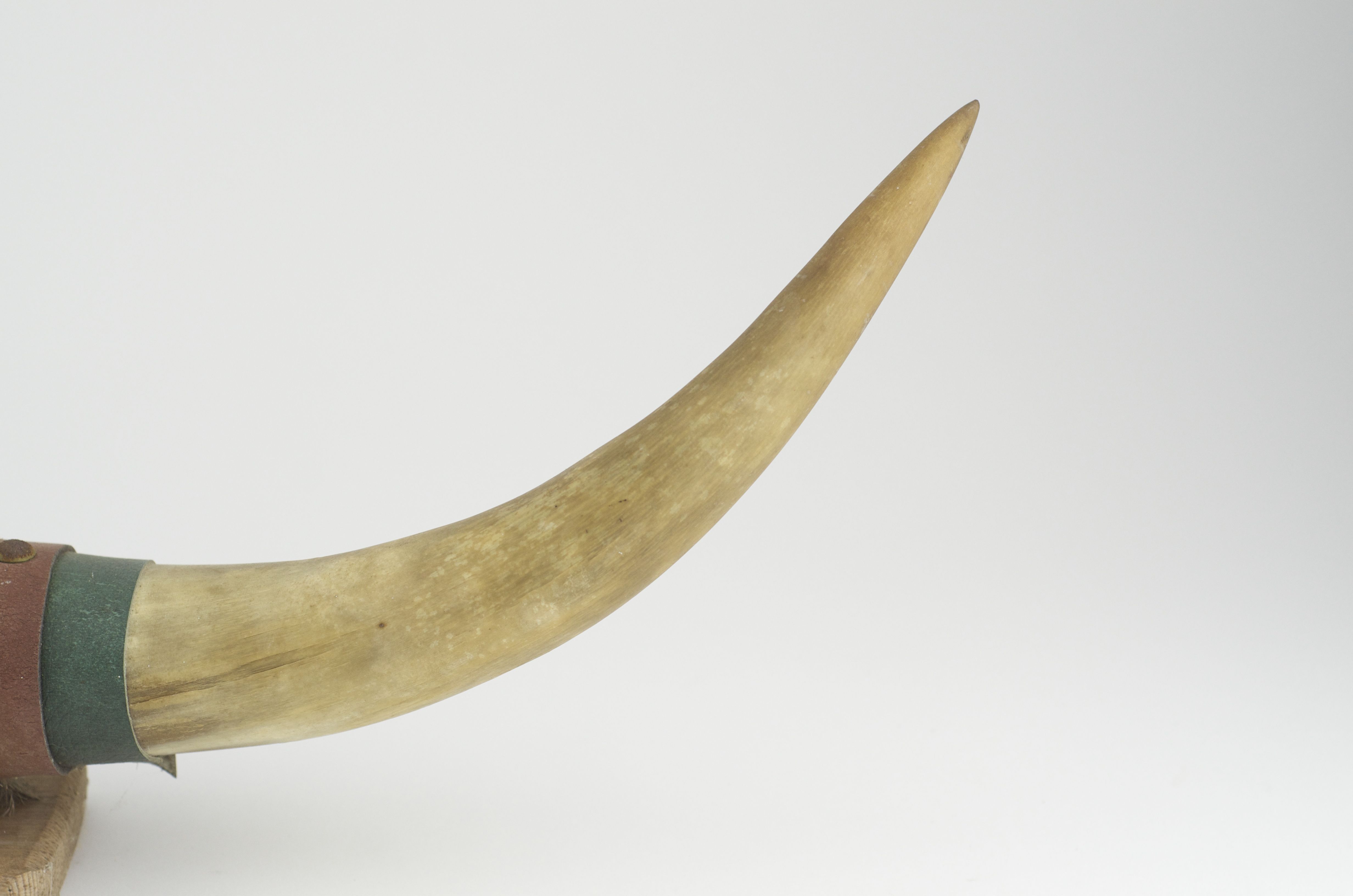 Decorative Bull Horn Mount