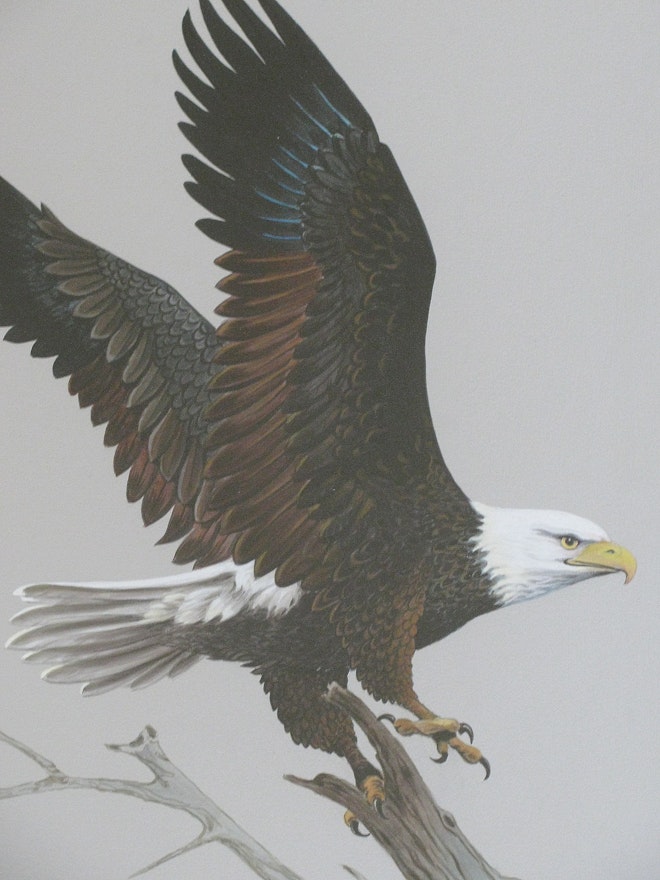 Framed Bald Eagle Print by John E. Bradley