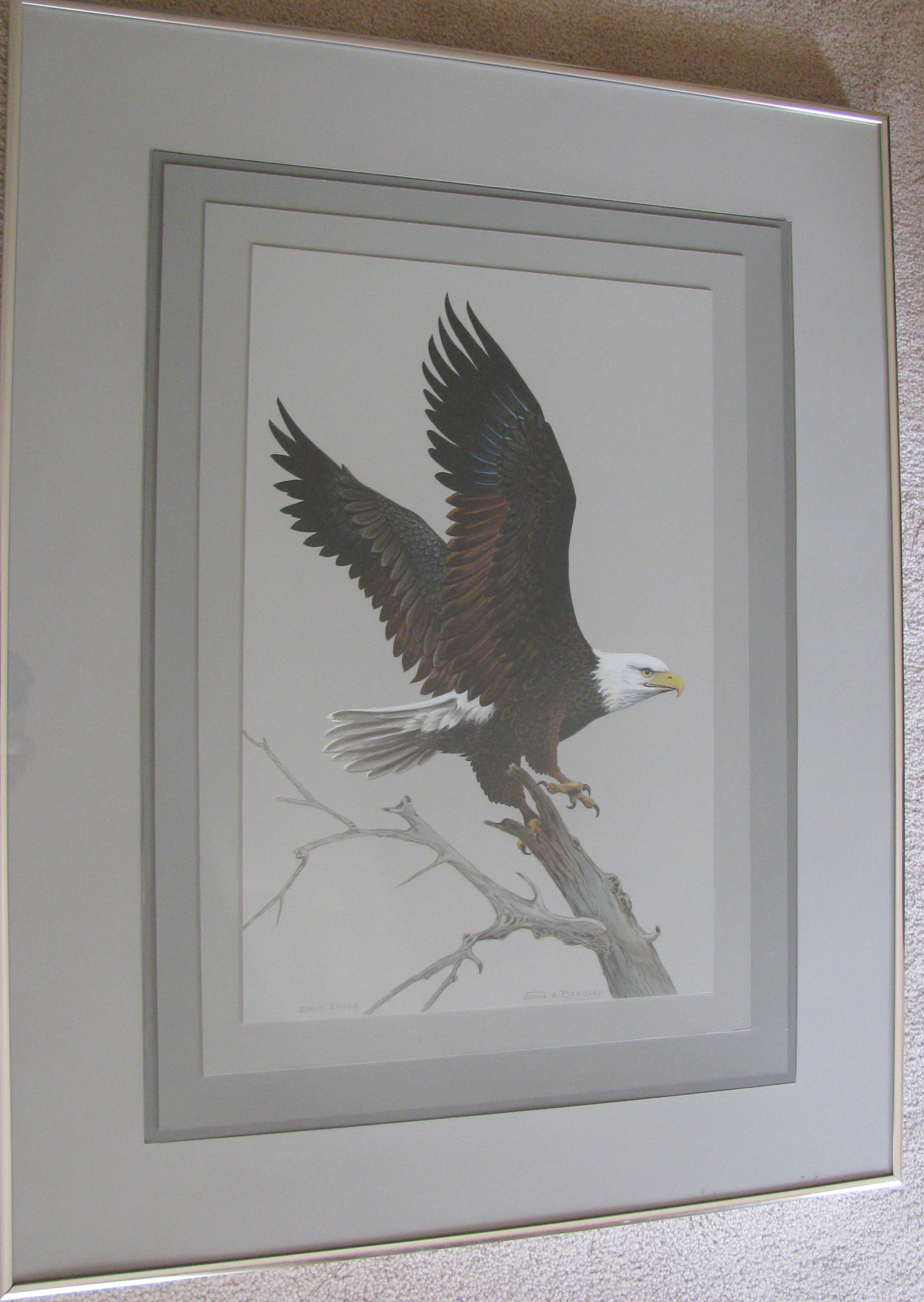 Framed Bald Eagle Print by John E. Bradley