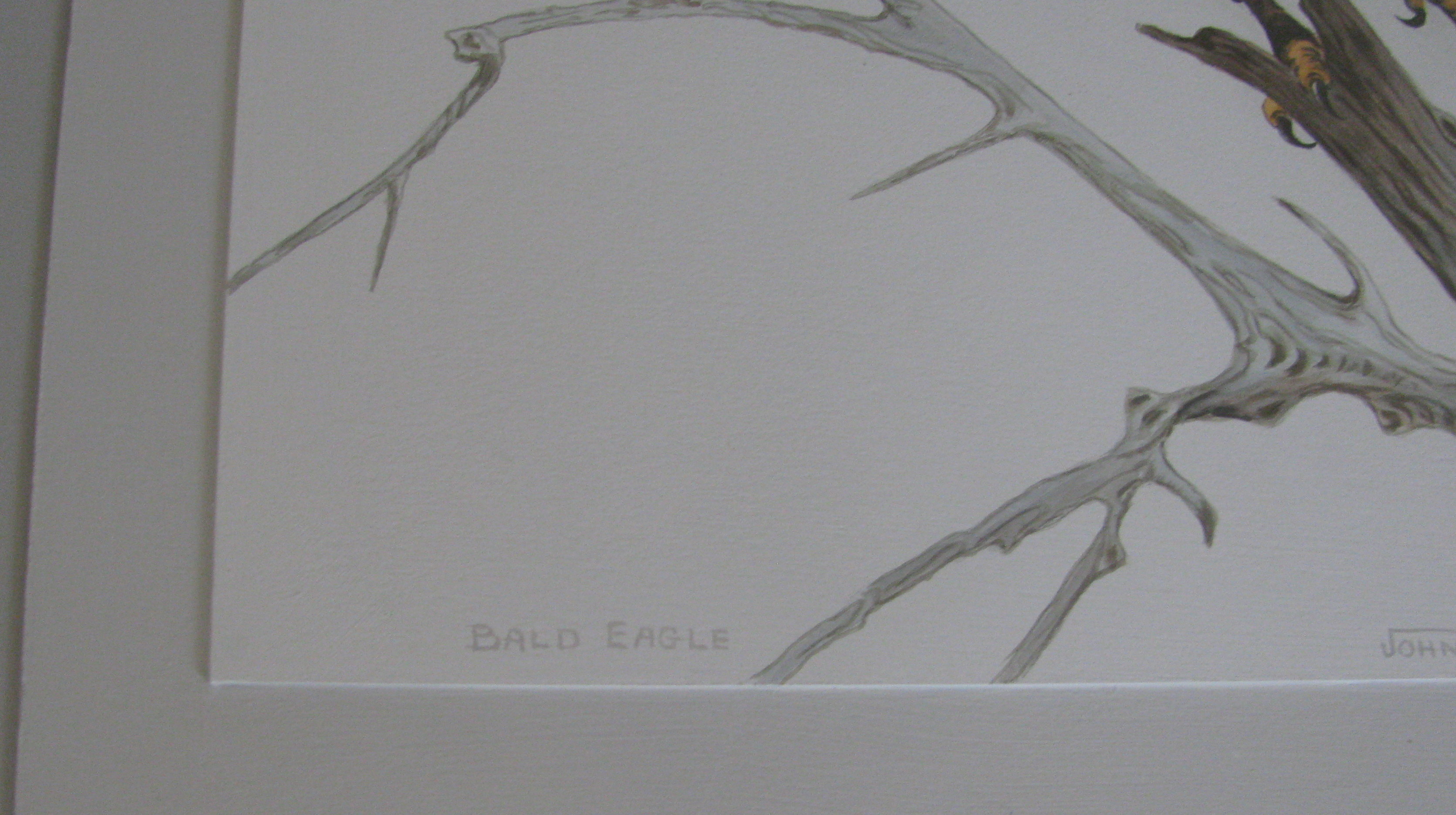 Framed Bald Eagle Print by John E. Bradley