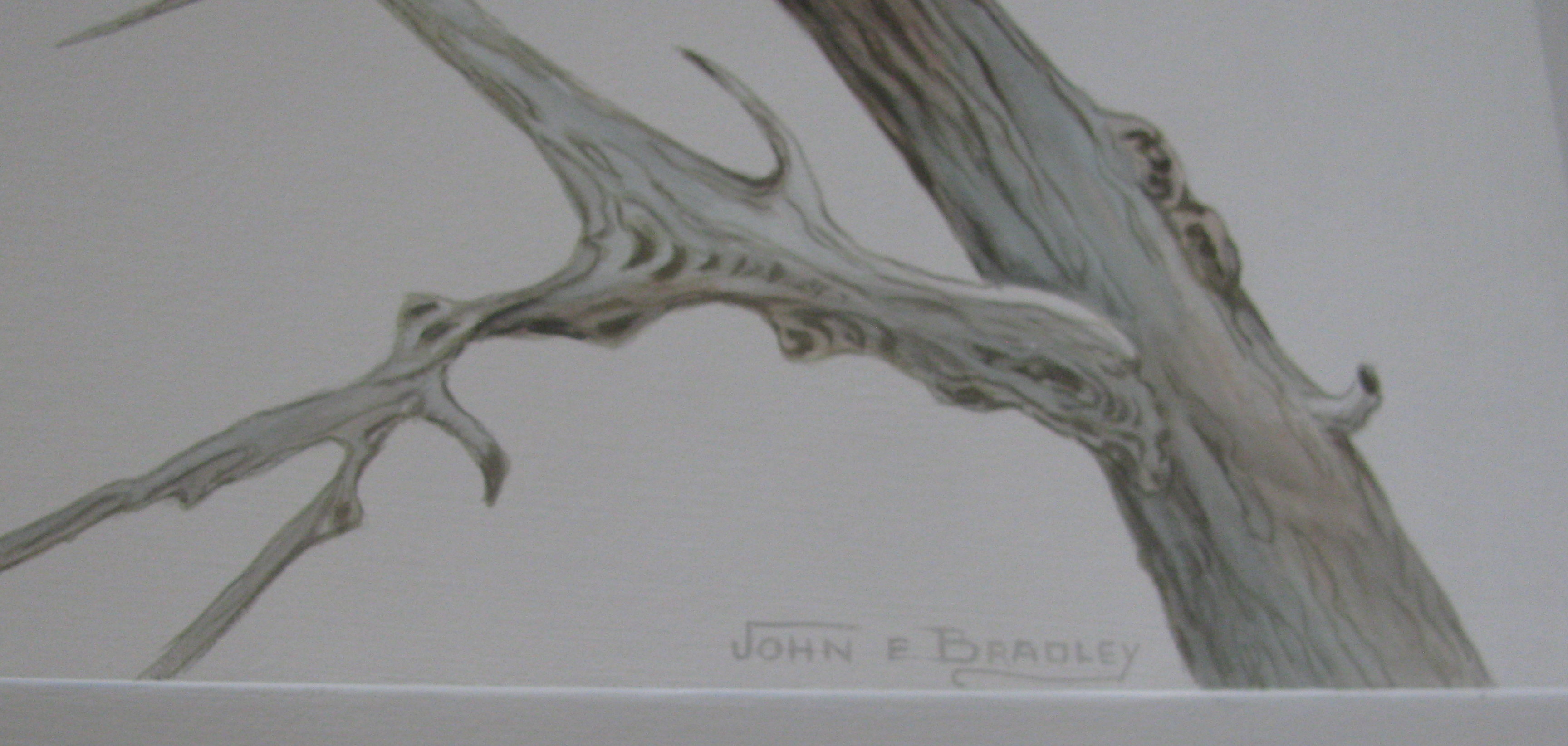 Framed Bald Eagle Print by John E. Bradley