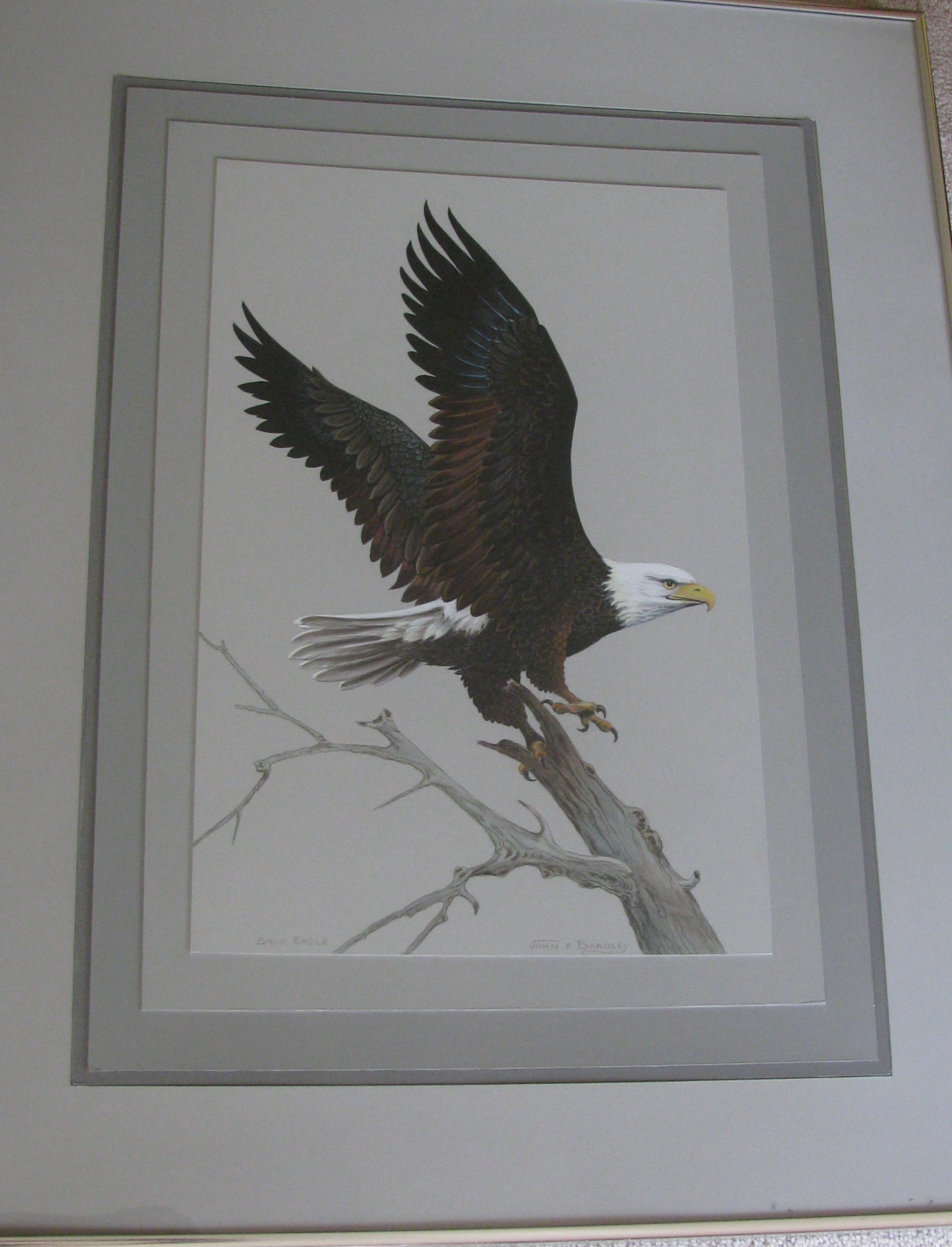 Framed Bald Eagle Print by John E. Bradley