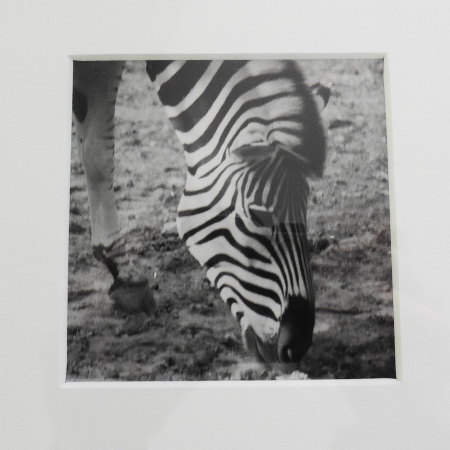 Animal Related Framed Print Grouping