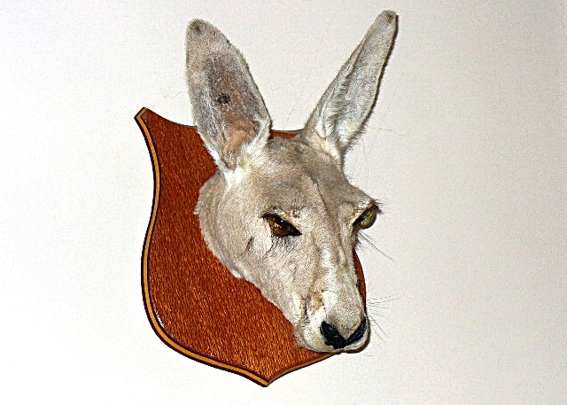 Genuine Kangaroo Trophy Head in Taxidermy