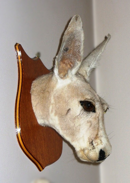 Genuine Kangaroo Trophy Head in Taxidermy