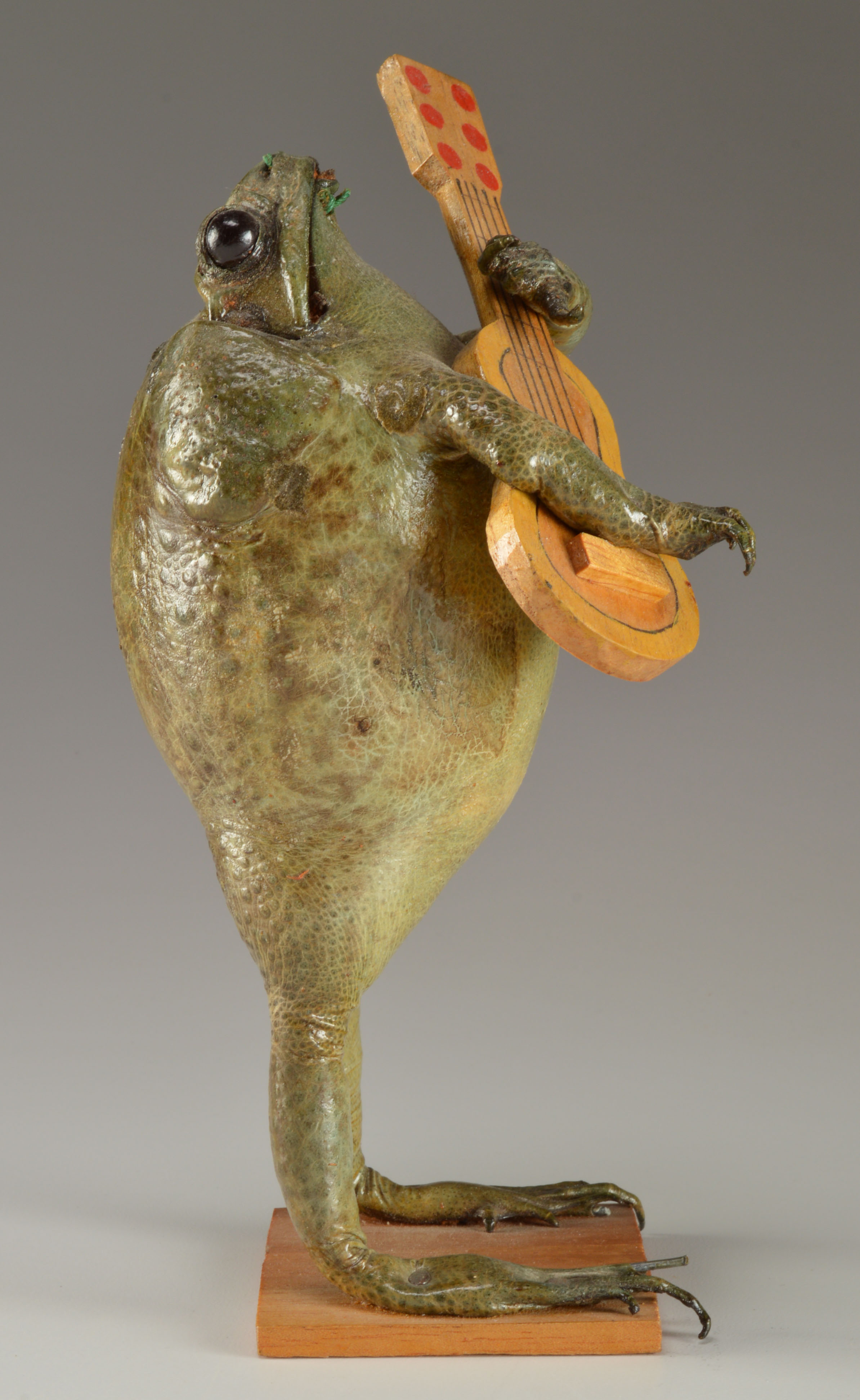 Taxidermy Frog with Wooden Guitar