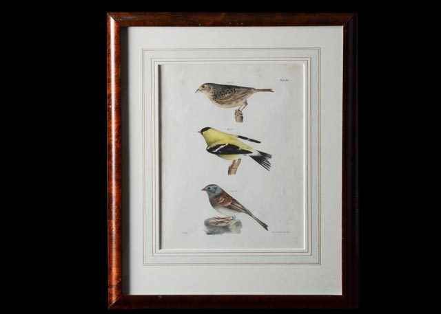 J.W. Hill Hand-Colored Litho from DeKay's "Birds of New York"