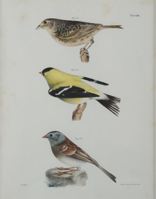 J.W. Hill Hand-Colored Litho from DeKay's "Birds of New York"