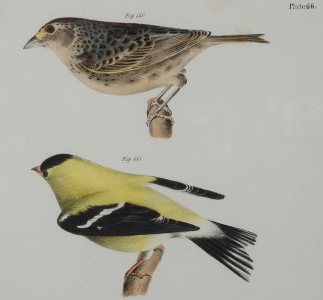 J.W. Hill Hand-Colored Litho from DeKay's "Birds of New York"