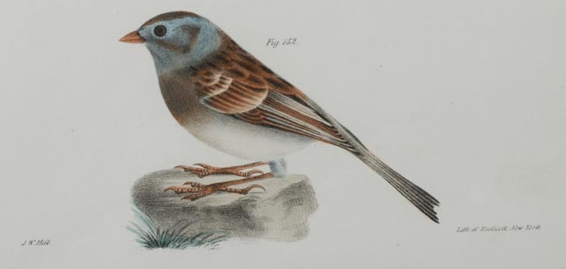 J.W. Hill Hand-Colored Litho from DeKay's "Birds of New York"