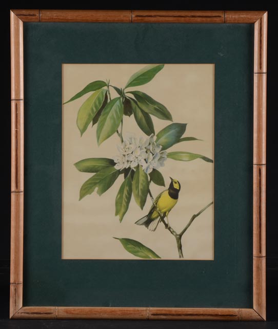 Pair of Prints by Listed Artist Roger Tory Peterson