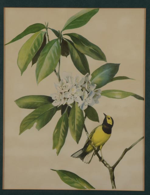 Pair of Prints by Listed Artist Roger Tory Peterson