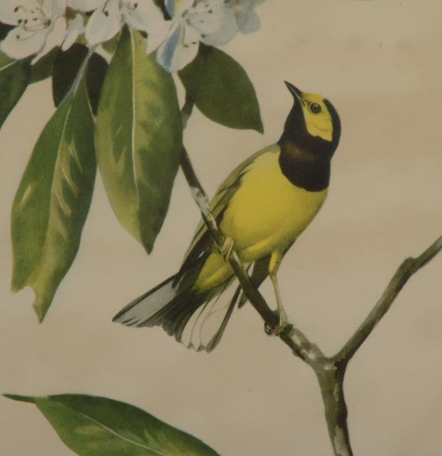 Pair of Prints by Listed Artist Roger Tory Peterson