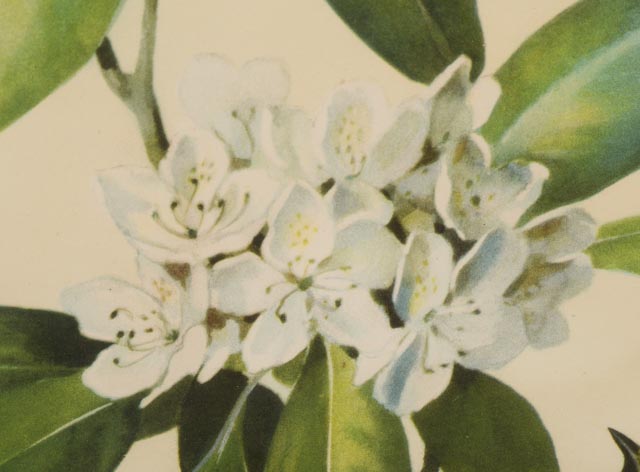 Pair of Prints by Listed Artist Roger Tory Peterson