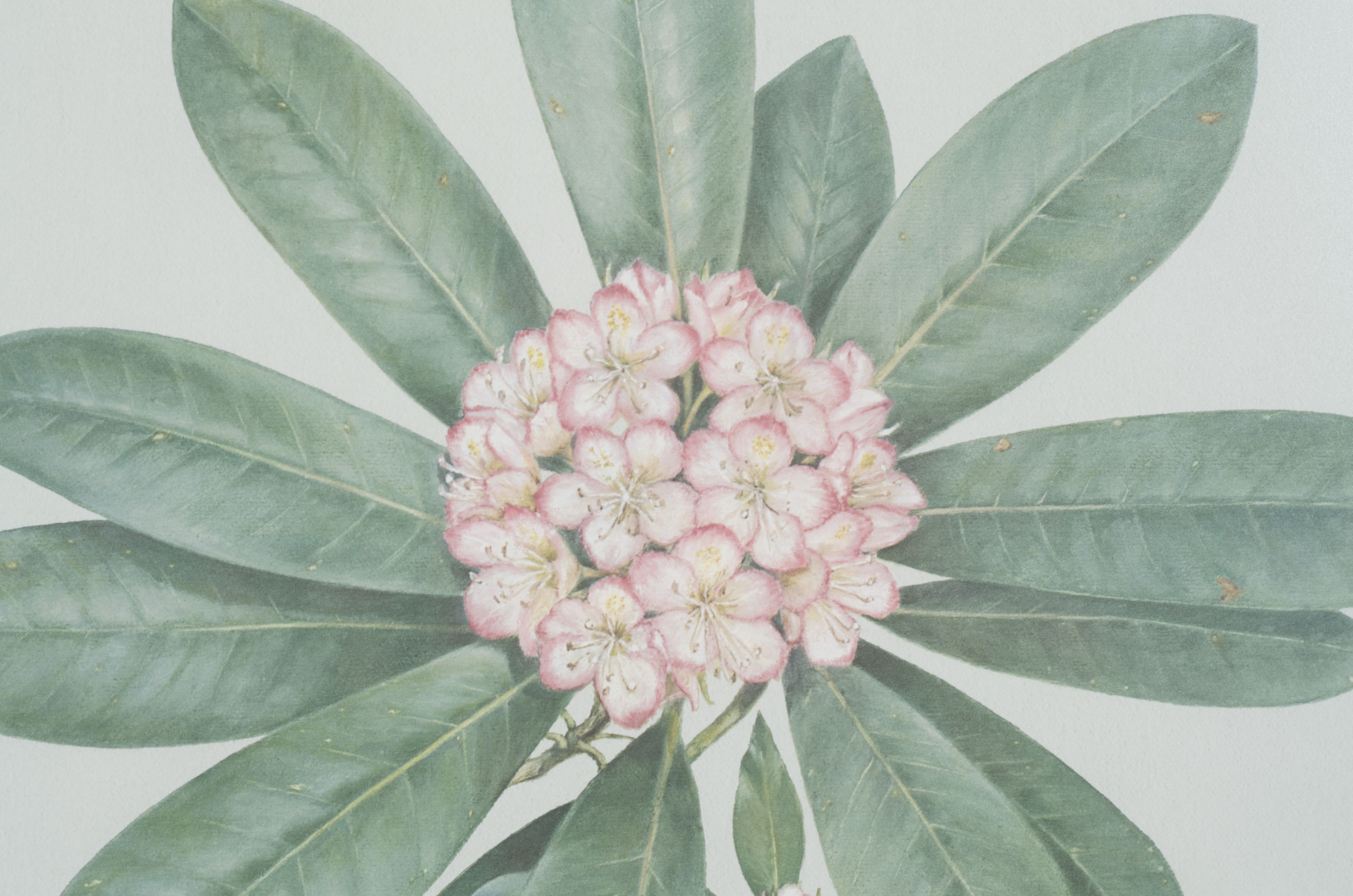 Limited Edition C. Don Ensor Flower Prints