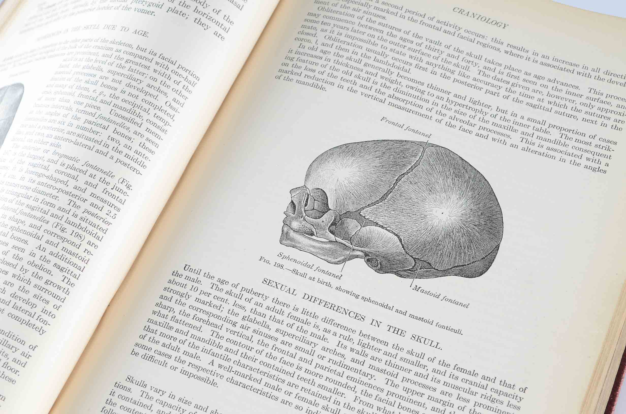 1918 Hardcover Edition of "Anatomy of The Human Body"