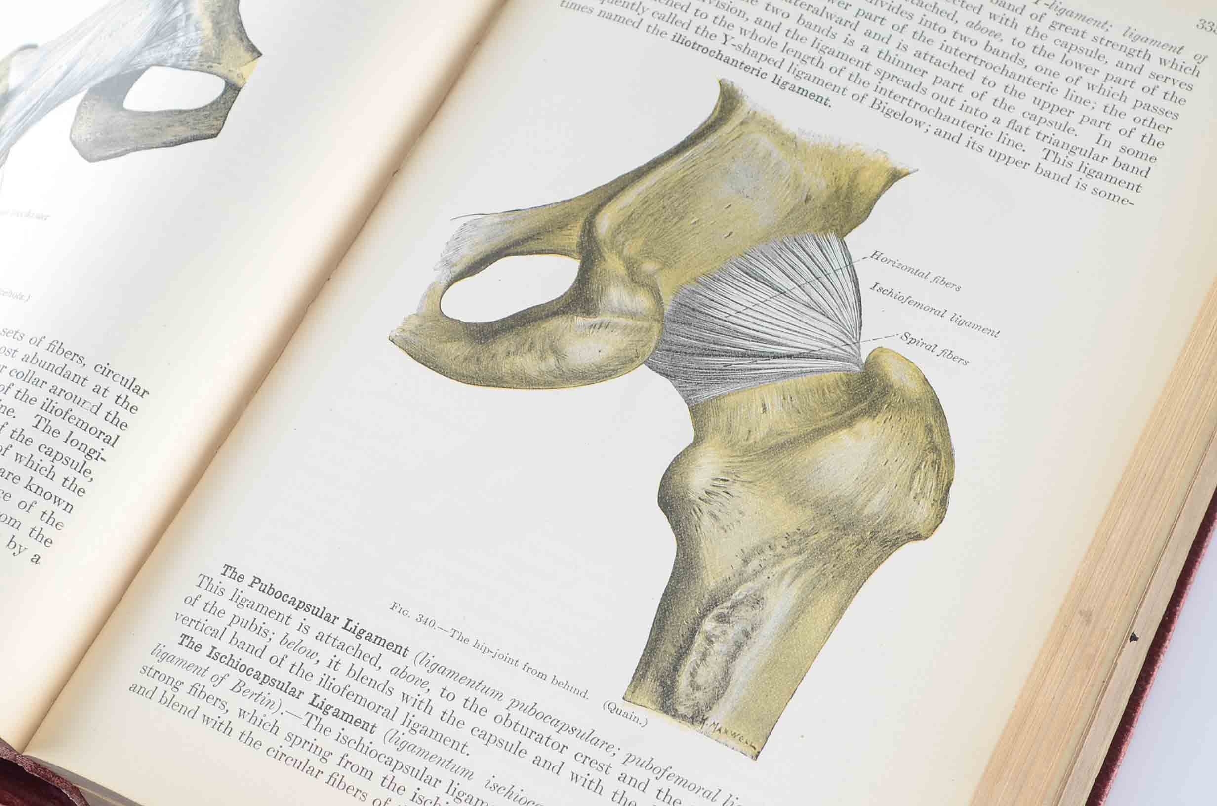 1918 Hardcover Edition of "Anatomy of The Human Body"